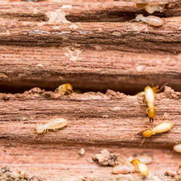 Comment se débarrasser de termites ?